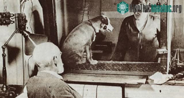 Thí nghiệm của Pavlov giúp khám phá ra cái gọi là điều kiện đáp ứng.