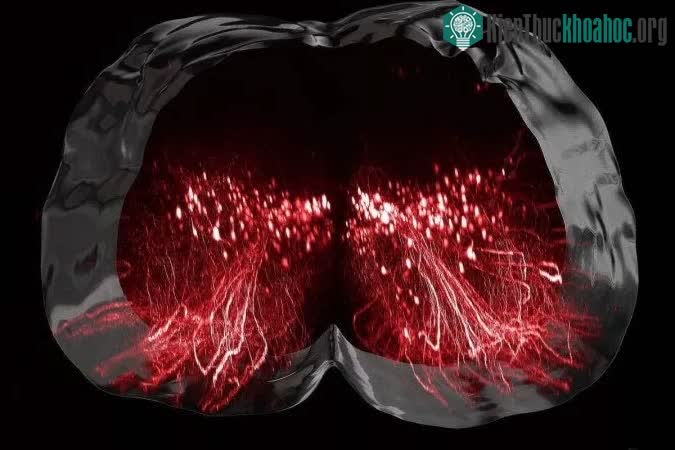 Ảnh đồ họa mô tả các tế bào thần kinh được kích thích