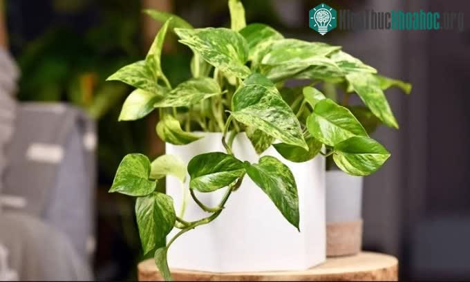 Cây trầu bà biến đổi gene.