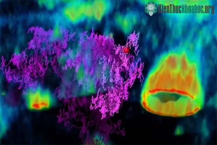 Hình ảnh cho thấy virus tìm đường đến bề mặt tế bào ruột của con người