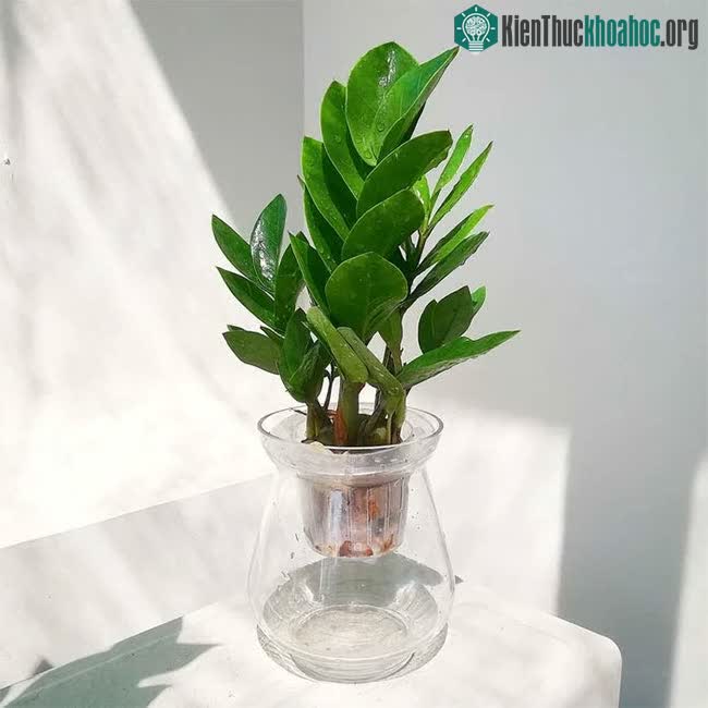 Top 6 loại cây cảnh thủy sinh nên đặt trên bàn làm việc ảnh 0