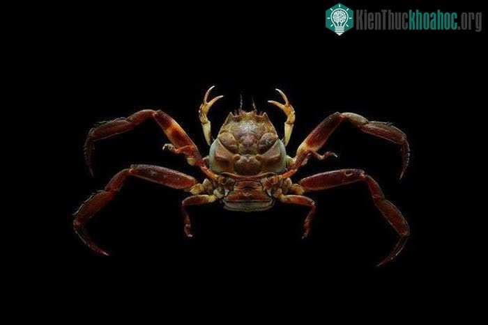 Cua Heikegani có tên khoa học là Heikeopsis japonica