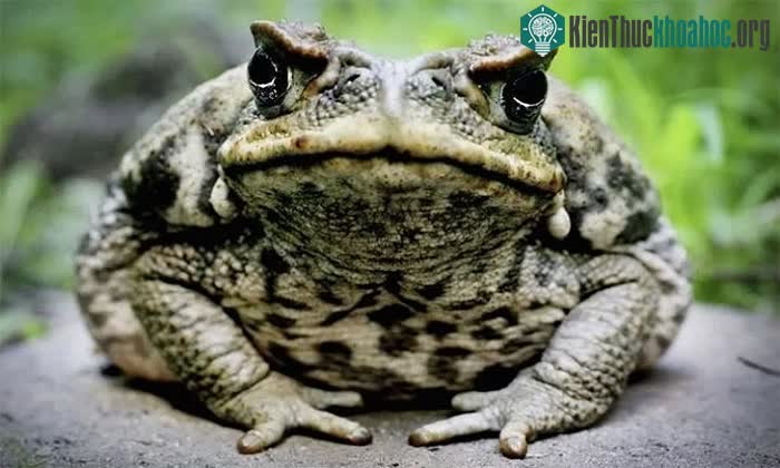 Cóc mía