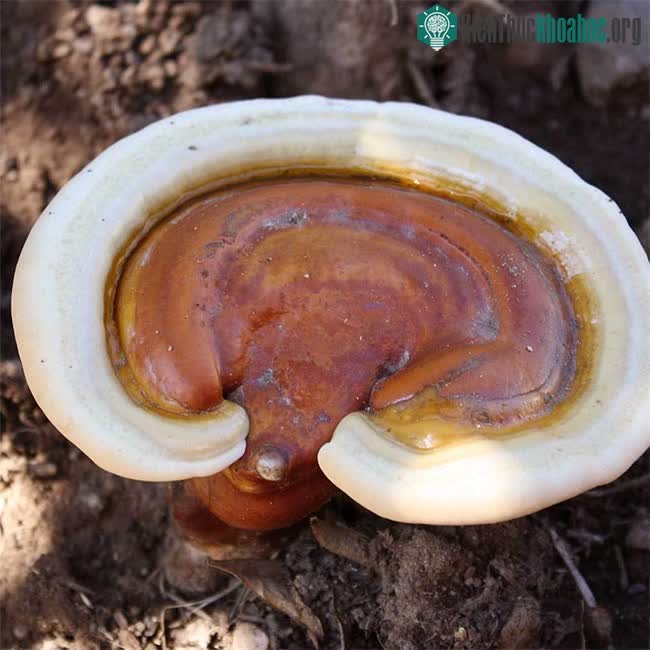 Nấm linh chi, tên khoa học Ganoderma lucidum