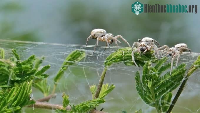 Nhện xã hội châu Phi (Stegodyphus dumicola)