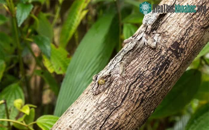 Khả năng ngụy trang đỉnh cao của chú tắc kè đuôi lá