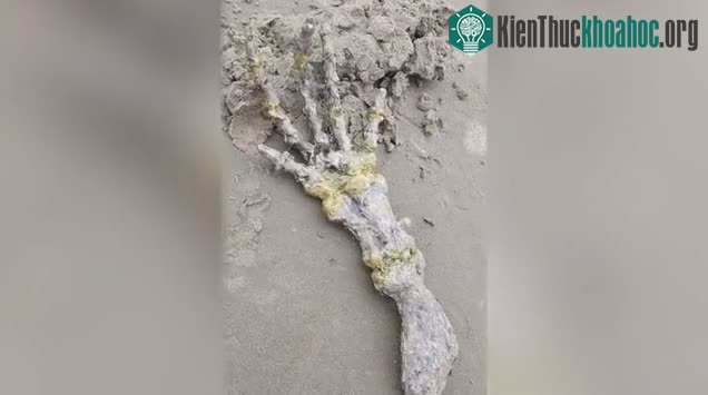 "Bàn tay" này trên thực tế là xương vây của một loài động vật biển có vú.