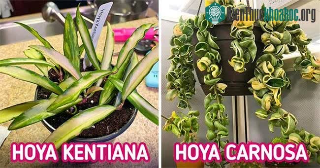 Các loại hoya