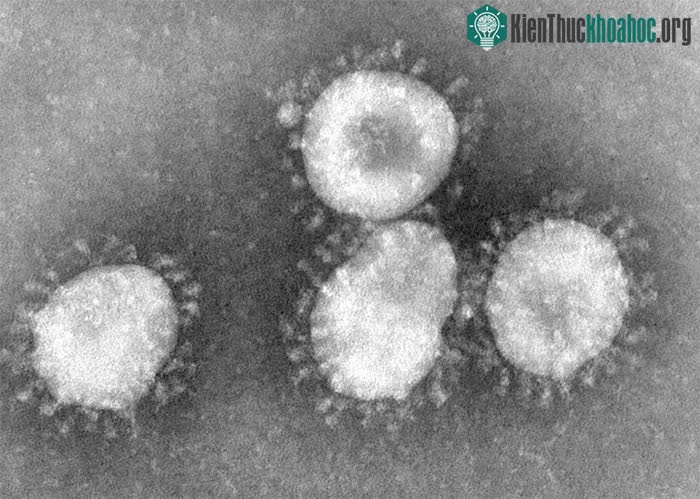 Virus corona