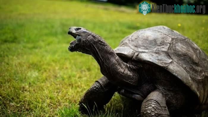 Jonathan trở thành động vật trên cạn sống lâu nhất thế giới.