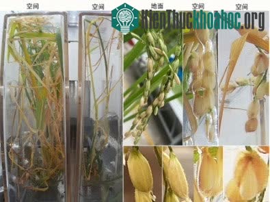 So sánh cây lúa ban đầu và cây tái sinh sau khi bị cắt cụt.