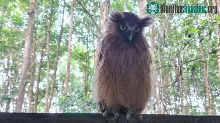Chim cú cá một loài chim quý hiếm xuất hiện ở VQG Mũi Cà Mau.
