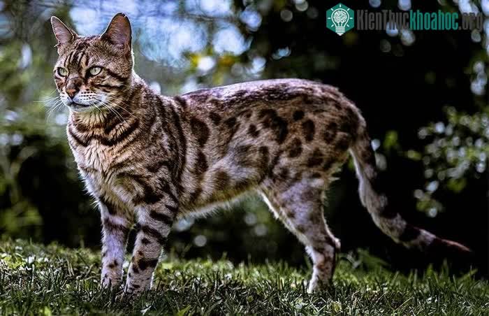 Mèo Bengal