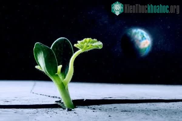 Giải quyết vấn đề lương thực, con người có thể định cư trên nhiều hành tinh khác.