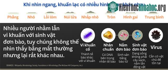 Hình dạng của vi khuẩn, dạng sống cổ đại nhất hành tinh xuất hiện 3,8 tỷ năm trước