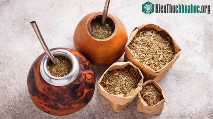 Trà Yerba Mate có khả năng chống oxy hóa cao hơn trà xanh.