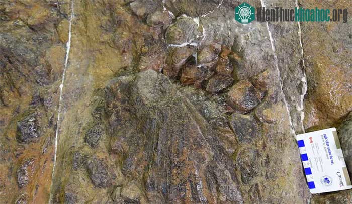 Ankylosaurs có thể đã sử dụng những chiếc đuôi giống như vũ khí