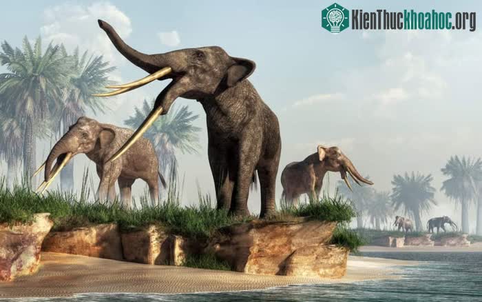 Các nhà nghiên cứu không thể nói chính xác nguyên nhân khiến gomphothere bị tuyệt chủng.