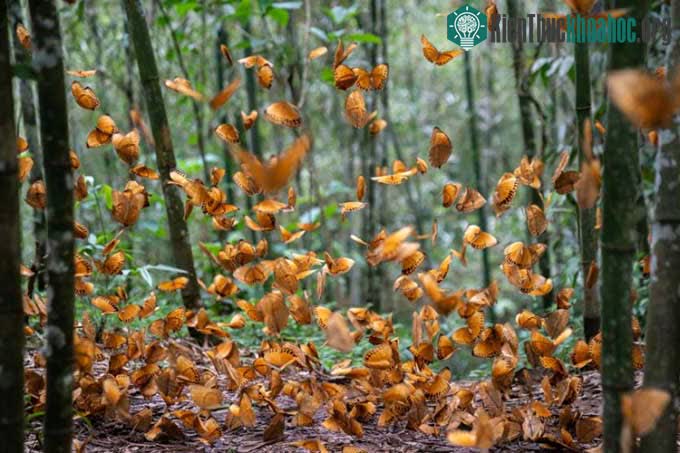 Vân Nam - Thiên đường của hơn một nửa loài bướm ở Trung Quốc ảnh 1