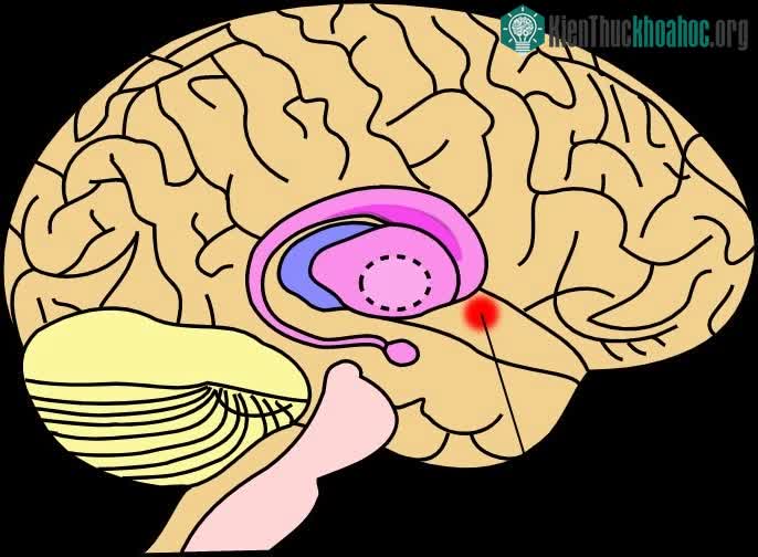 Trả lời câu hỏi: "Bóng đá có gì hay?" dưới góc nhìn khoa học ảnh 1