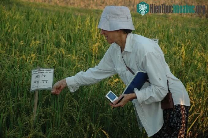 GS Pamela C. Ronald khảo sát giống lúa chịu ngập.