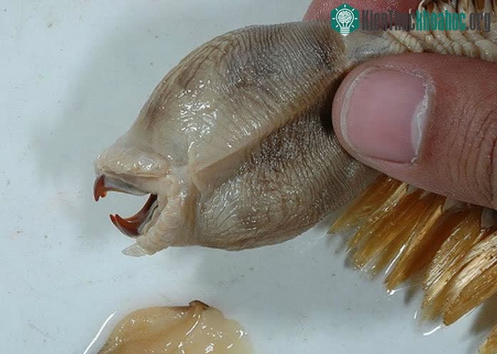 Miệng của loài giun này chỉ rộng khoảng 2cm nhưng những chiếc răng nanh sắc bén