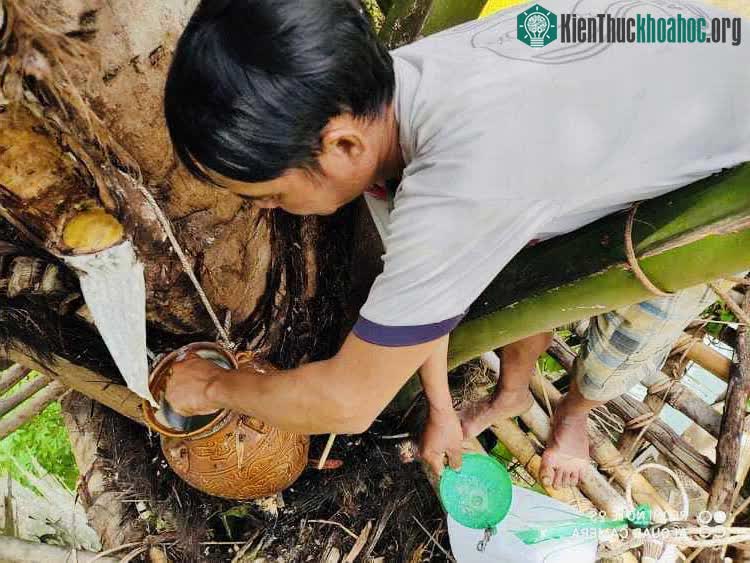 Khi vừa cắt xong, bạn sẽ nhìn thấy vài giọt rượu ứa ra.