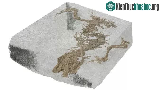 Hóa thạch đặc biệt này có từ giữa kỷ Jura, khoảng 167 triệu năm trước.