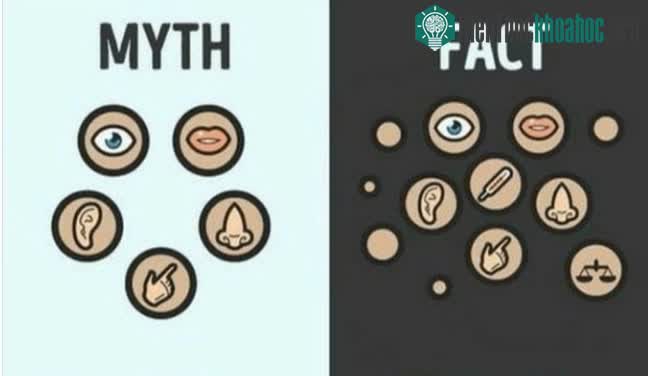 Con người có tất cả bao nhiêu giác quan?