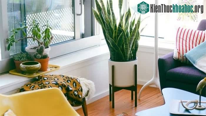 Cây lưỡi hổ thường được trồng và đặt ở phòng khách
