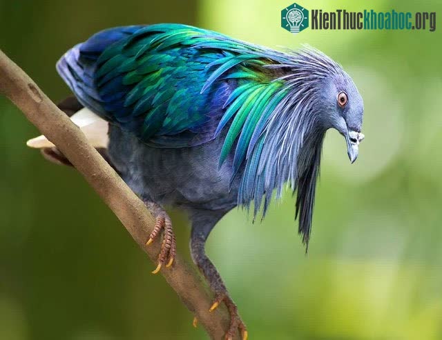 Vẻ đẹp hiếm thấy của loài bồ câu quý hiếm Nicoba.