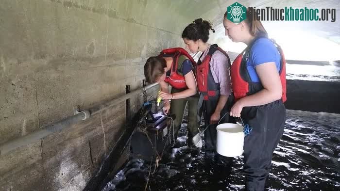 Các nhà khoa học kiểm tra các chỉ số môi trường sống của cá chình châu Âu