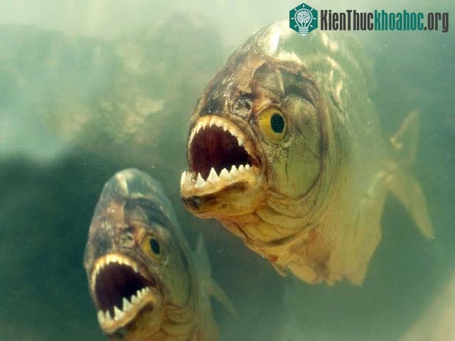 Cá Piranha