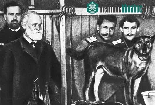 Pavlov đã sử dụng chú chó của mình cho thí nghiệm này