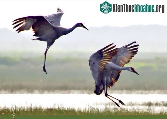 Hạc xám ở vùng Elk Grove có mối quan hệ hôn nhân 1 vợ 1 Cầyg giống loài người.