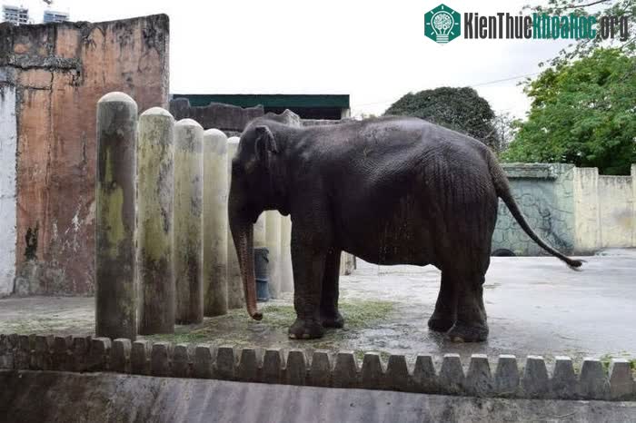 Một ngày, Mali ăn 150 kg cỏ, rau và trái cây.