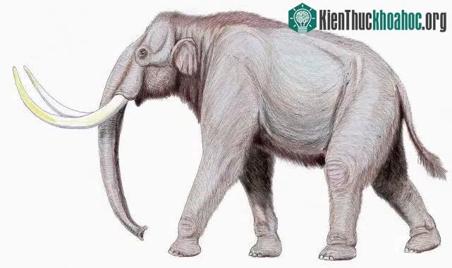 Siberia còn được xem là nơi tìm thấy ngà voi ma mút nhiều nhất
