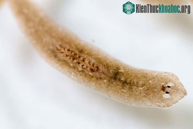 Sâu Planarian