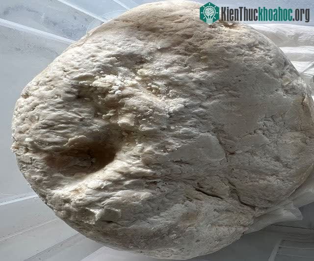 Khối vật chất này có màu trắng xám, phía trong có màu hồng nhạt, dẻo và có mùi thơm.