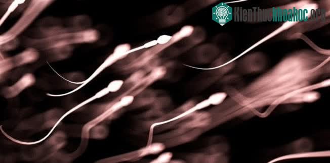 Số lượng tinh trùng ở nam giới trong thế kỷ 21 tiếp tục giảm với tốc độ chóng mặt.