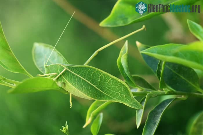 Vẻ ngoài và màu sắc của bọ lá khiến nó trông giống hệt như một chiếc lá.