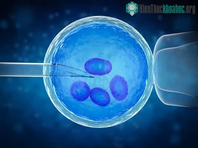 Đông lạnh trứng là gì? ảnh 1