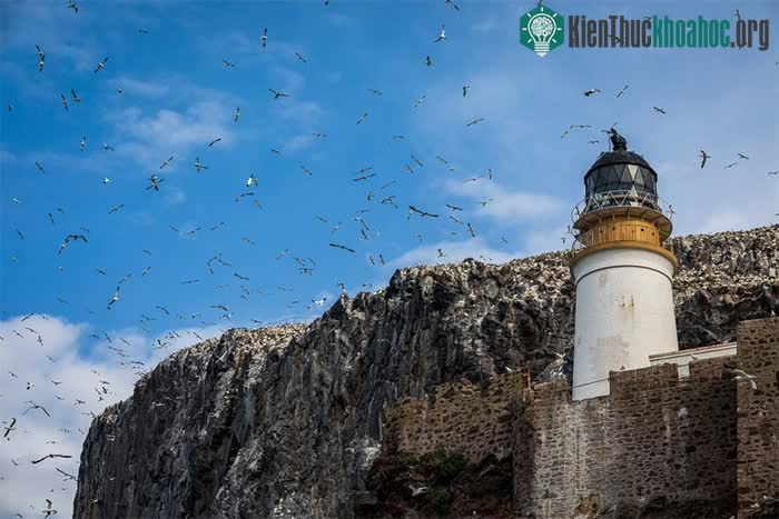 Bass Rock Lighthouse