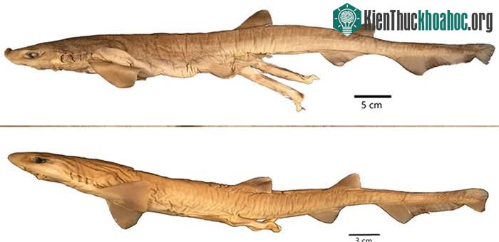 Cơ thể loài mới dài hơn so với các anh em họ