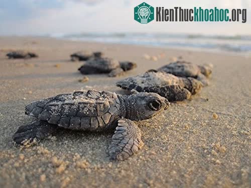 Rùa mẹ sẽ chờ gần bờ biển, dùng âm thanh để dẫn con đến chỗ an toàn.
