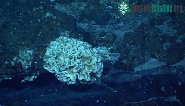 Xenophyophore là một trong những sinh vật sống được ở rãnh Mariana.