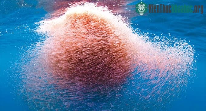 Một số lượng lớn loài tôm Nam Cực nuôi dưỡng nhiều loài khác.