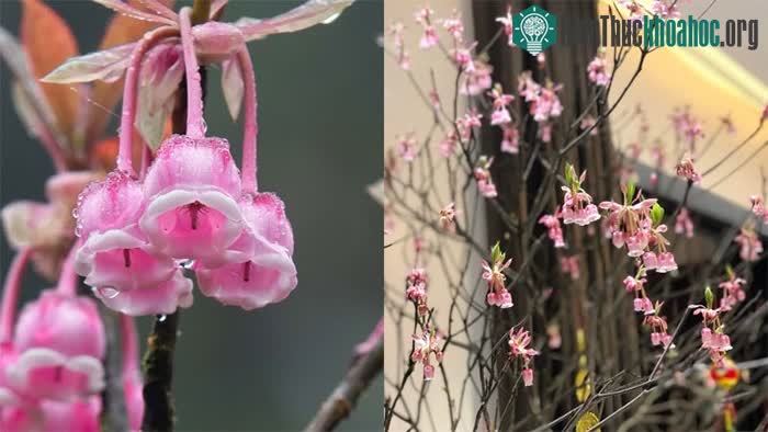 Hoa đào chuông Yên Tử là gì? ảnh 2