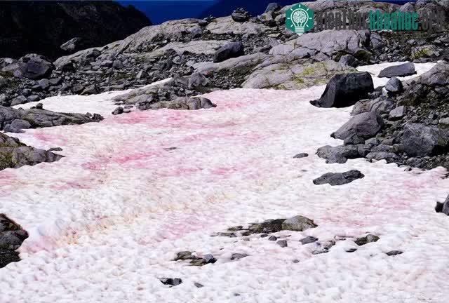 Tảo Chlamydomonas nivalis thường được tìm thấy ở các vùng núi cao và vùng cực