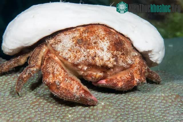 Cua bọt biển mắt đỏ